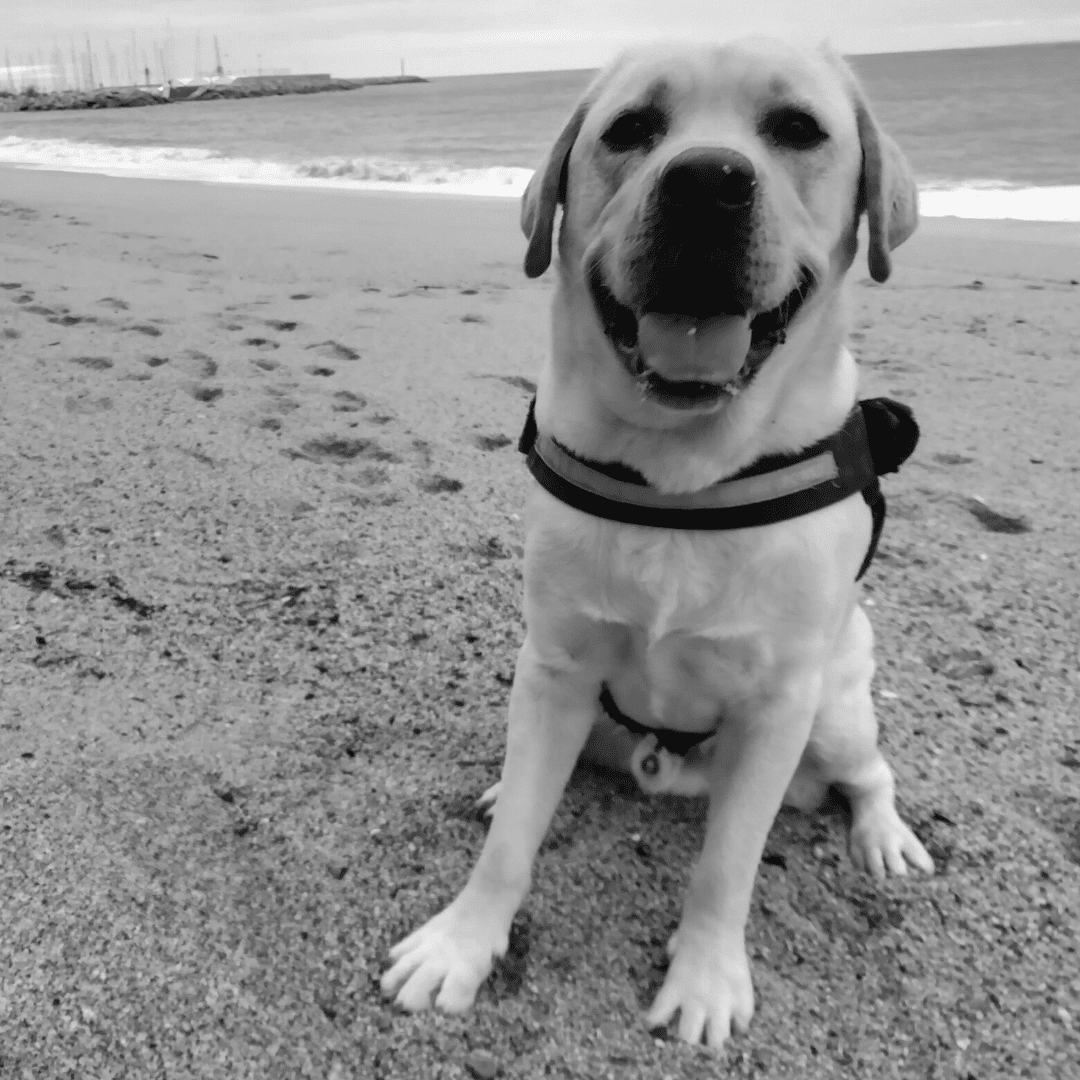 Happy Labrador dorado